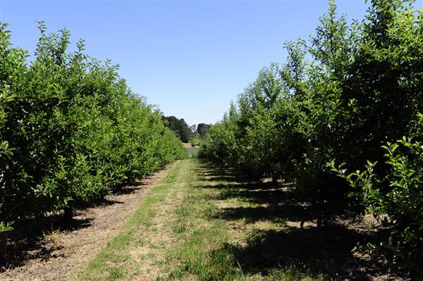 Daydawn Orchard (27/02/2013 7:06:11 PM)
