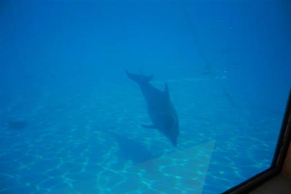 Dolphin Marine Magic (27/02/2013 10:42:42 PM)