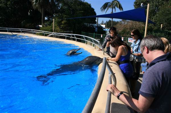 Dolphin Marine Magic (27/02/2013 10:43:31 PM)