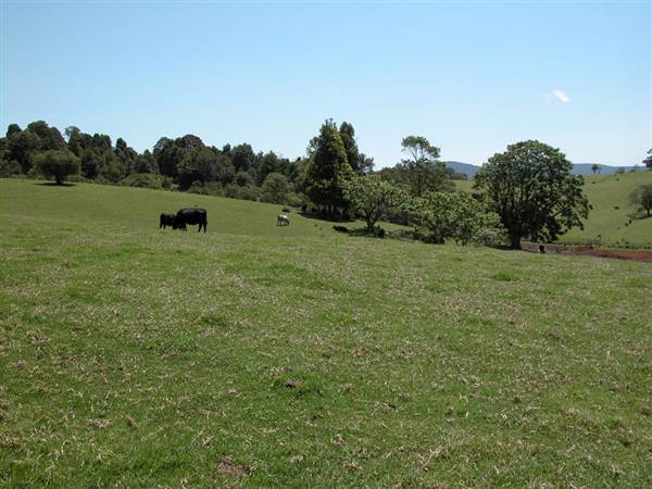 Dorrigo - General (27/02/2013 10:50:32 PM)