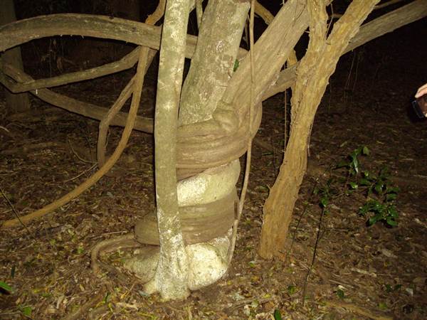 Booyong Flora Reserve (1/03/2013 11:32:19 AM)