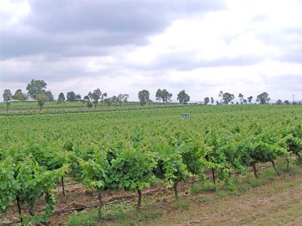 Branxton Vineyard (1/03/2013 12:04:01 PM)