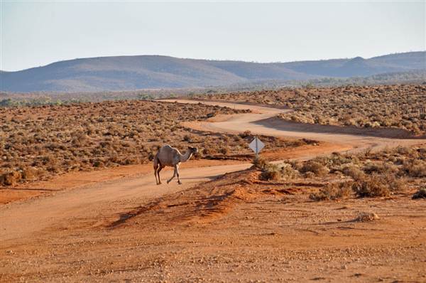 Broken Hill Area (Inc. Silverton) (1/03/2013 9:01:33 PM)