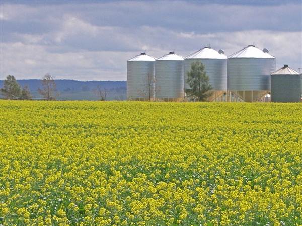Canola Field (3/03/2013 8:25:42 AM)