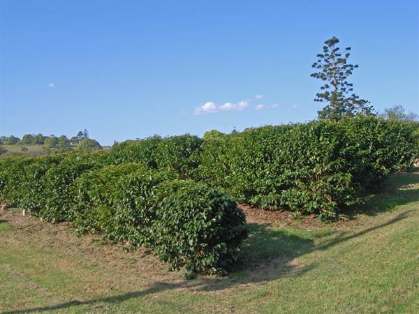 Crops near Ballina (4/03/2013 11:48:00 AM)