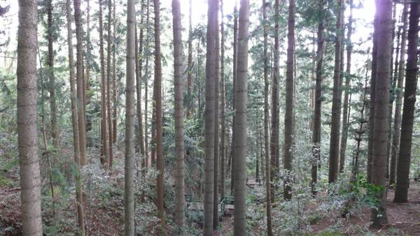 Cumberland State Forest (4/03/2013 12:05:47 PM)