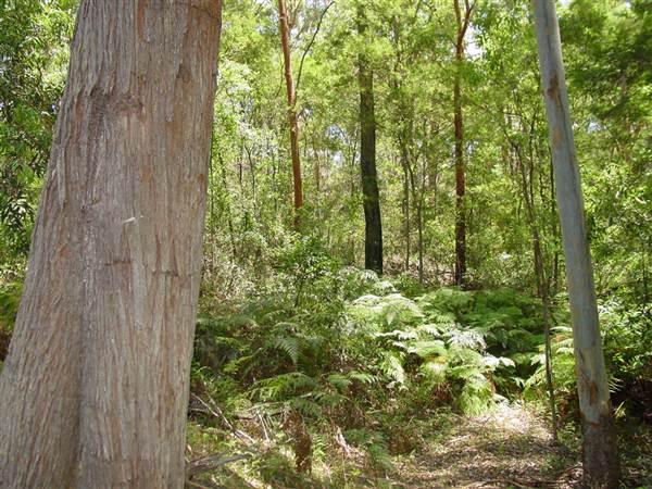 Lane Cove National Park (6/03/2013 12:09:58 PM)