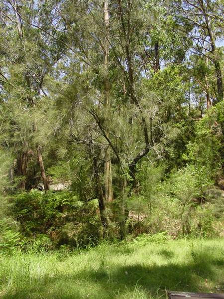 Lane Cove National Park (6/03/2013 12:10:27 PM)