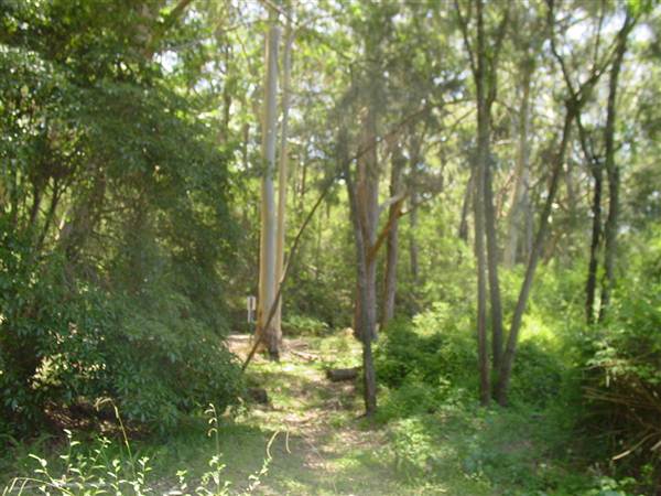 Lane Cove National Park (6/03/2013 12:10:56 PM)