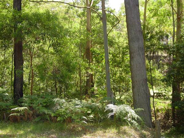 Lane Cove National Park (6/03/2013 12:11:23 PM)