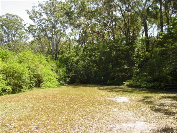 Lane Cove National Park (6/03/2013 12:13:06 PM)