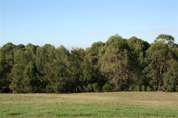 Sydney Park (6/03/2013 4:45:29 PM)