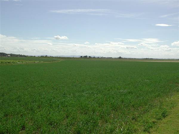 Wheat crop near Largs (6/03/2013 5:23:37 PM)