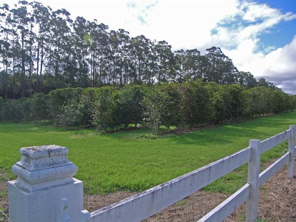 Lismore Area (6/03/2013 10:17:11 PM)
