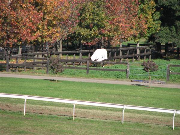 Malniri Park Stud (7/03/2013 12:09:02 PM)