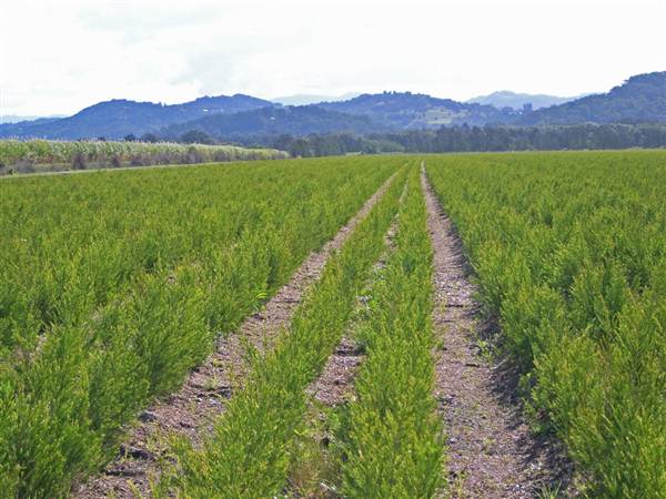 Tea Tree Estate (7/03/2013 12:11:17 PM)