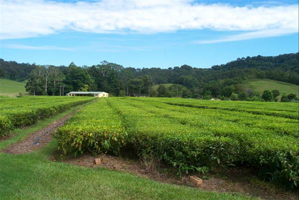 Tea Tree Estate (7/03/2013 12:11:49 PM)
