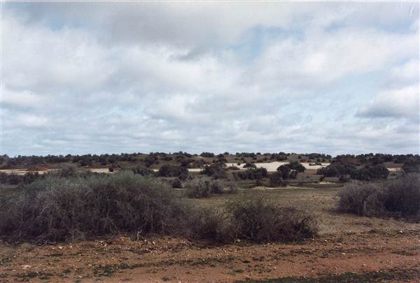 Mungo Lodge (7/03/2013 1:54:33 PM)