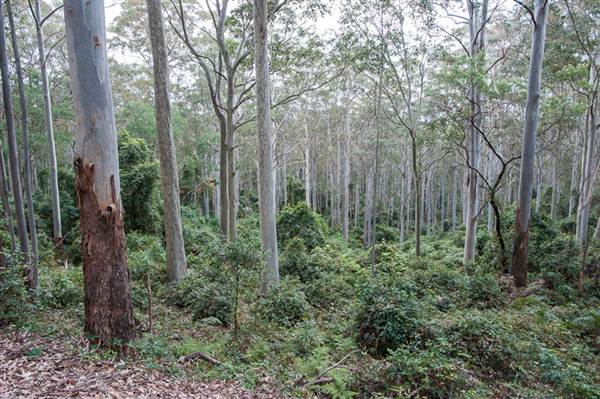 Murramarang National Park (7/03/2013 2:21:43 PM)
