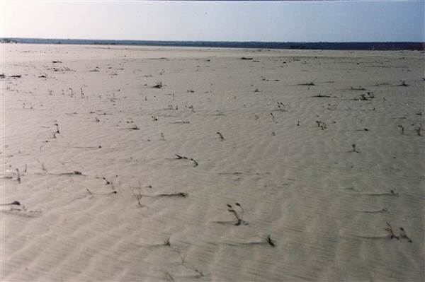 Milkengay Lake Sand Dunes (7/03/2013 11:04:18 PM)