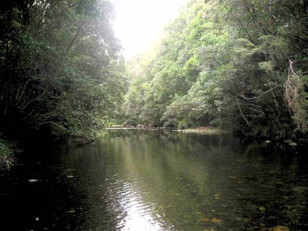 Promised Land Rainforest (8/03/2013 10:47:16 AM)