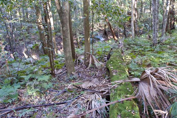 Royal National Park (8/03/2013 1:43:40 PM)