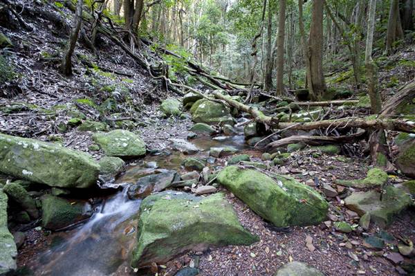 Royal National Park (8/03/2013 1:45:05 PM)