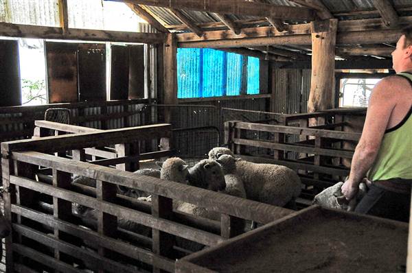 Sheep Station (9/03/2013 3:02:16 AM)