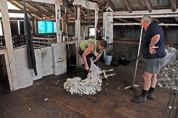 Sheep Station (9/03/2013 3:03:25 AM)
