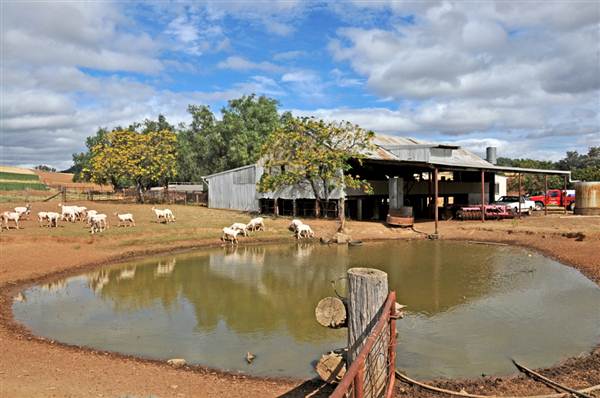 Sheep Station (9/03/2013 3:04:18 AM)