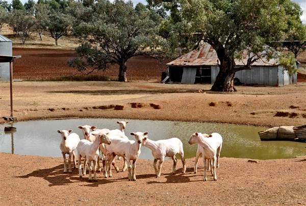 Sheep Station (9/03/2013 3:05:25 AM)