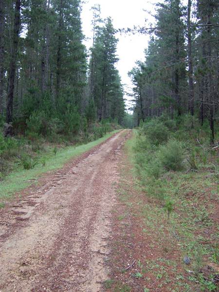 Penrose State Forest - Southern Highlands (9/03/2013 8:04:04 PM)