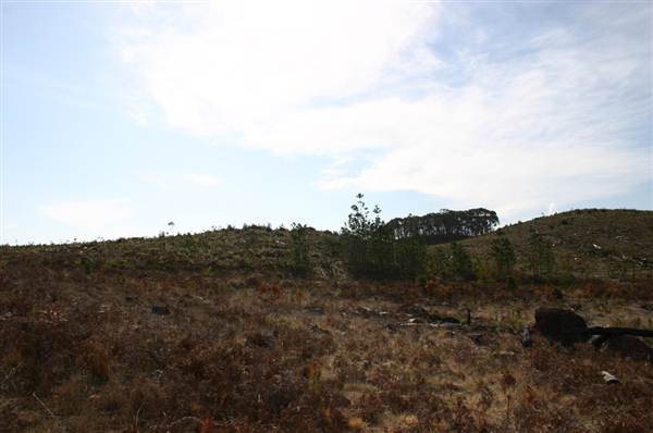 Penrose State Forest - Southern Highlands (9/03/2013 8:04:32 PM)