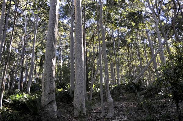 Pebbly Beach Road - Murramarang National Park (9/03/2013 8:04:47 PM)