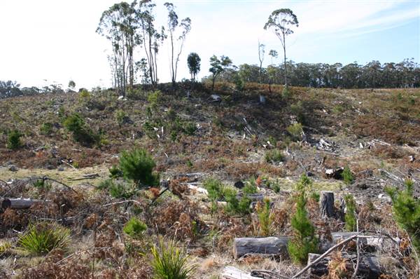 Penrose State Forest - Southern Highlands (9/03/2013 8:05:32 PM)