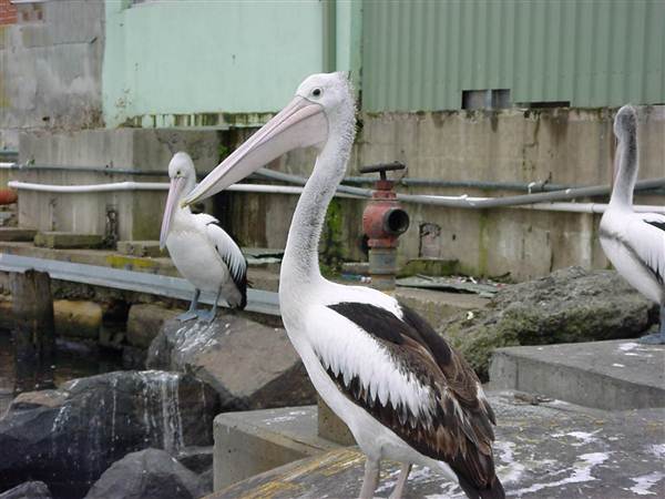 Sydney Fish Market (11/03/2013 5:16:39 AM)