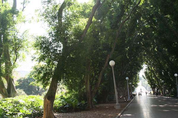 Hyde Park and Archibald Fountain - Sydney CBD (11/03/2013 1:09:15 PM)