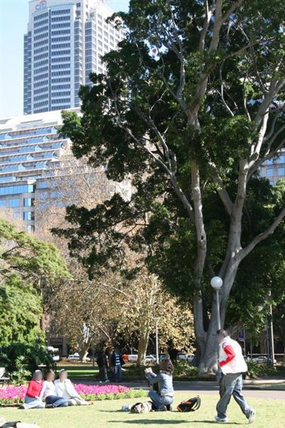 Hyde Park and Archibald Fountain - Sydney CBD (11/03/2013 1:09:56 PM)