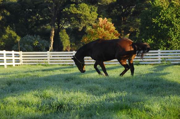 Private Horse Stud - Agnes Banks (11/03/2013 2:33:39 PM)