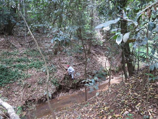 Booyong Flora Reserve (11/04/2013)
