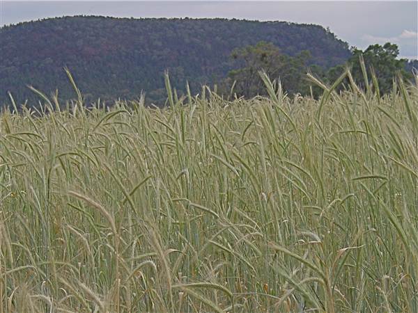 Baradine to Coonabarabran road (26/04/2013)