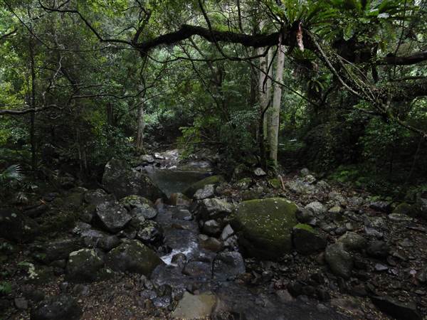 Minnamurra Rainforest Walk (28/02/2011 - Credits: Tony Brown/SISE)