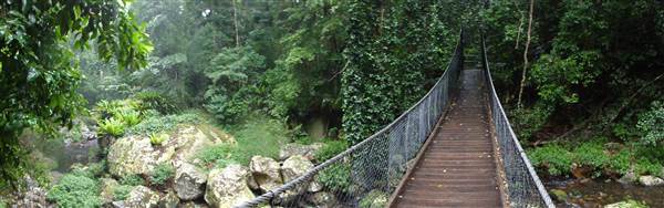 Minnamurra Rainforest Walk (28/02/2011 - Credits: Tony Brown/SISE)