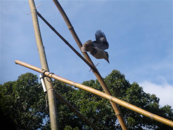 Private Properties - Bamboo, Jungle, Exotic, Forest (26/11/2013)