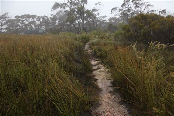 Mt Banks (28/11/2013)