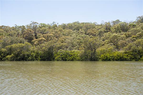 Georges River (5/12/2013)
