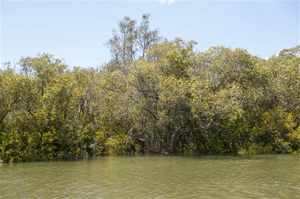 Georges River (5/12/2013)