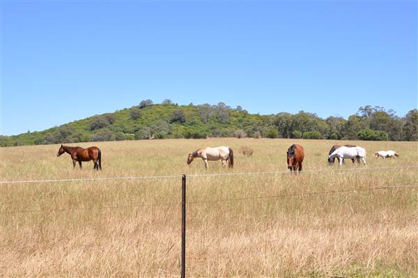 Scenic NSW Equine Centre (25/09/2013)