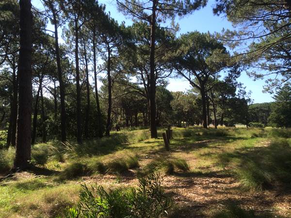 Centennial Park (25/06/2014)