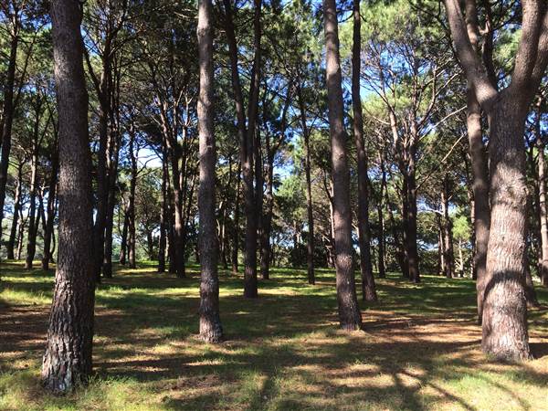 Centennial Park (26/06/2014)
